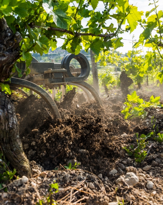 vignoble à Sancerre (18) dans le Cher