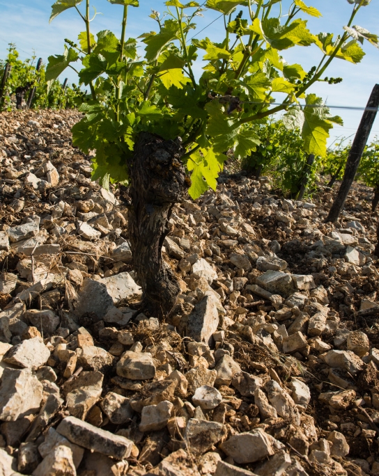 vignoble à Sancerre (18) dans le Cher