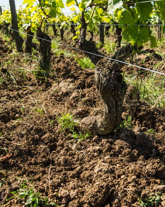 vignoble à Sancerre (18) dans le Cher