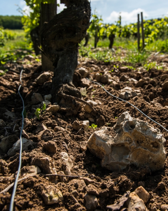 vignoble à Sancerre (18) dans le Cher