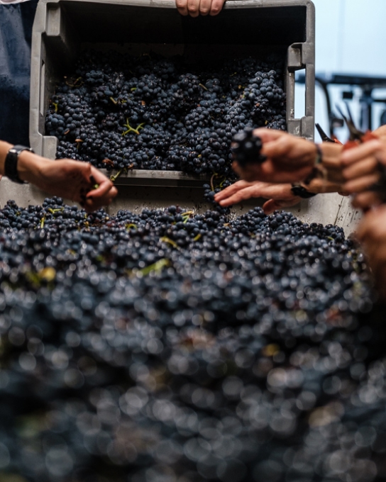 vendanges vignoble Sancerre