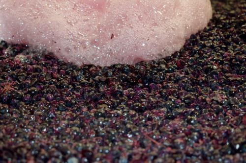 Vendanges 2026 (suite)