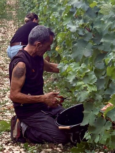 Vendanges 2026 (suite)