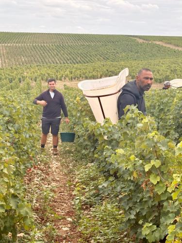 Vendanges 2026 (suite)