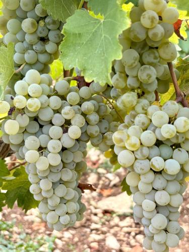 Vendanges 2026 (suite)
