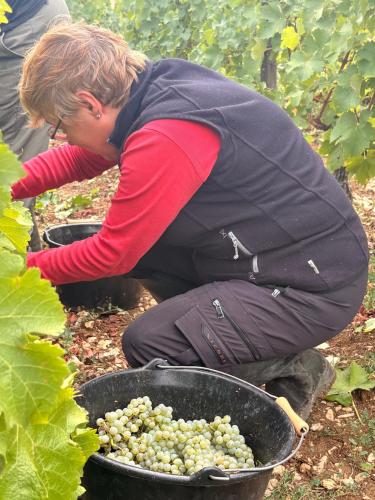 Vendanges 2026 (suite)