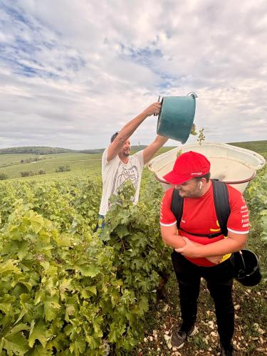 Vendanges 2026 (suite)