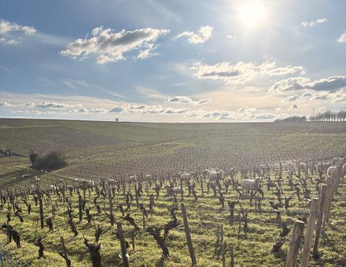 Moutons dans les vignes