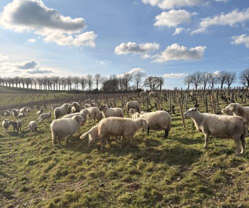 Moutons dans les vignes