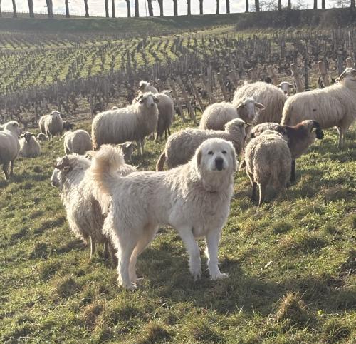 Moutons dans les vignes