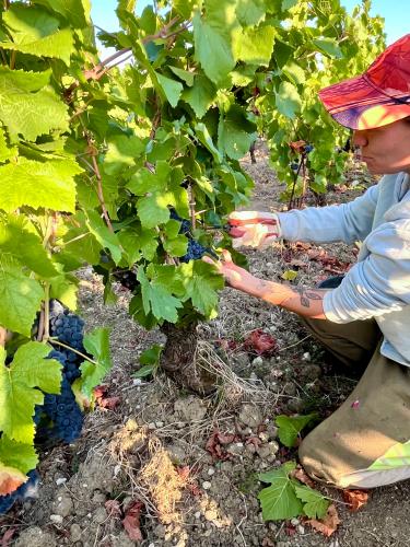 Vendanges 2026