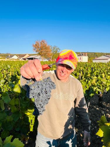 Vendanges 2026