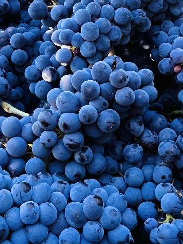 Vendanges 2026