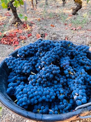 Vendanges 2026