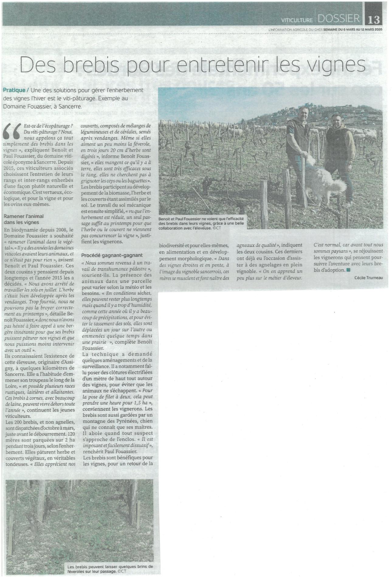 Des brebis pour entretenir les vignes