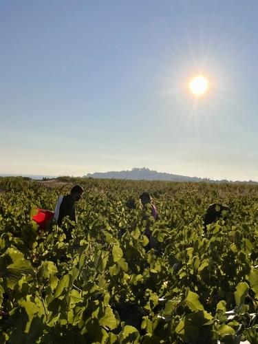 Vendanges 2026