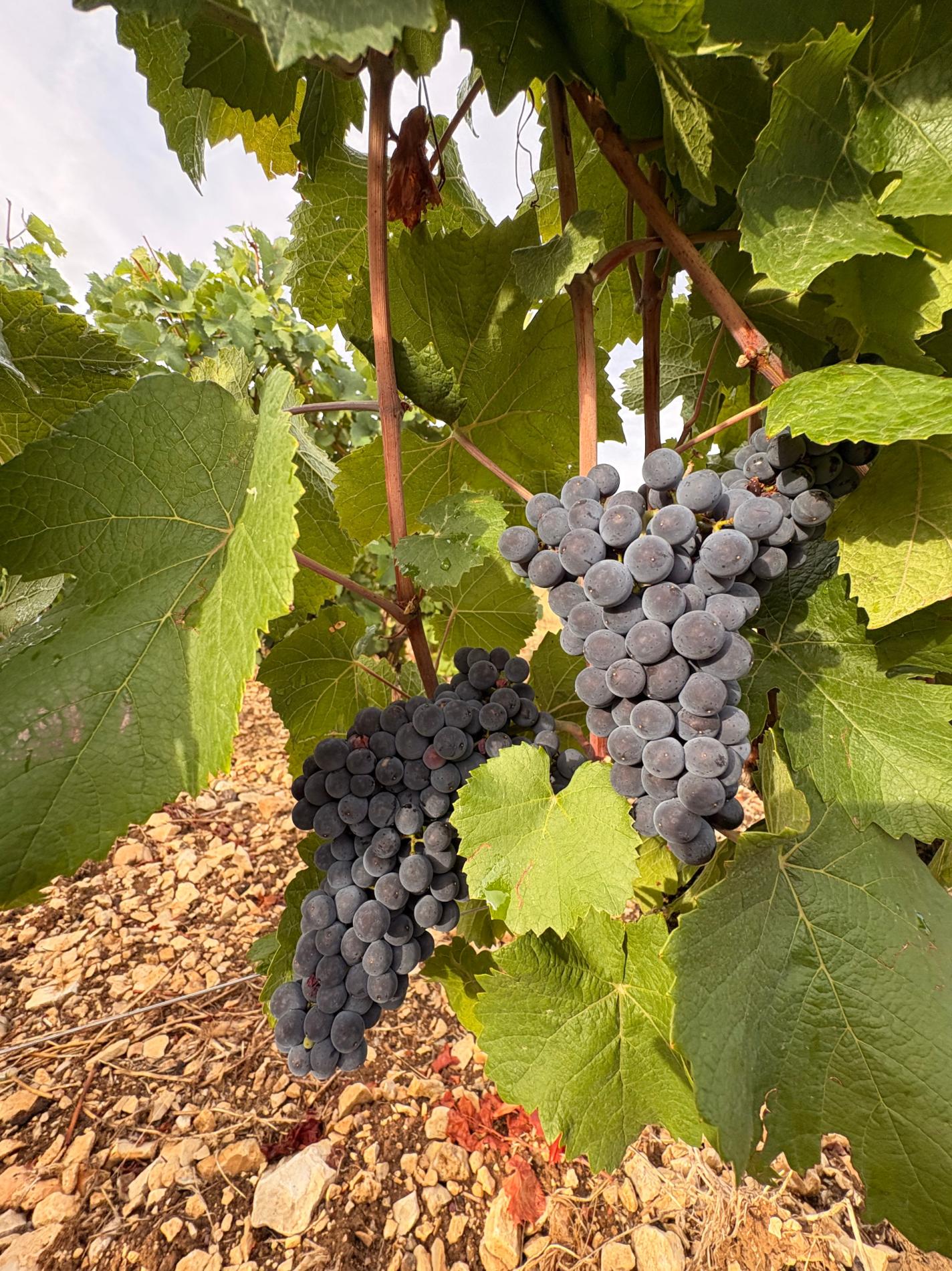 Vendanges 2026