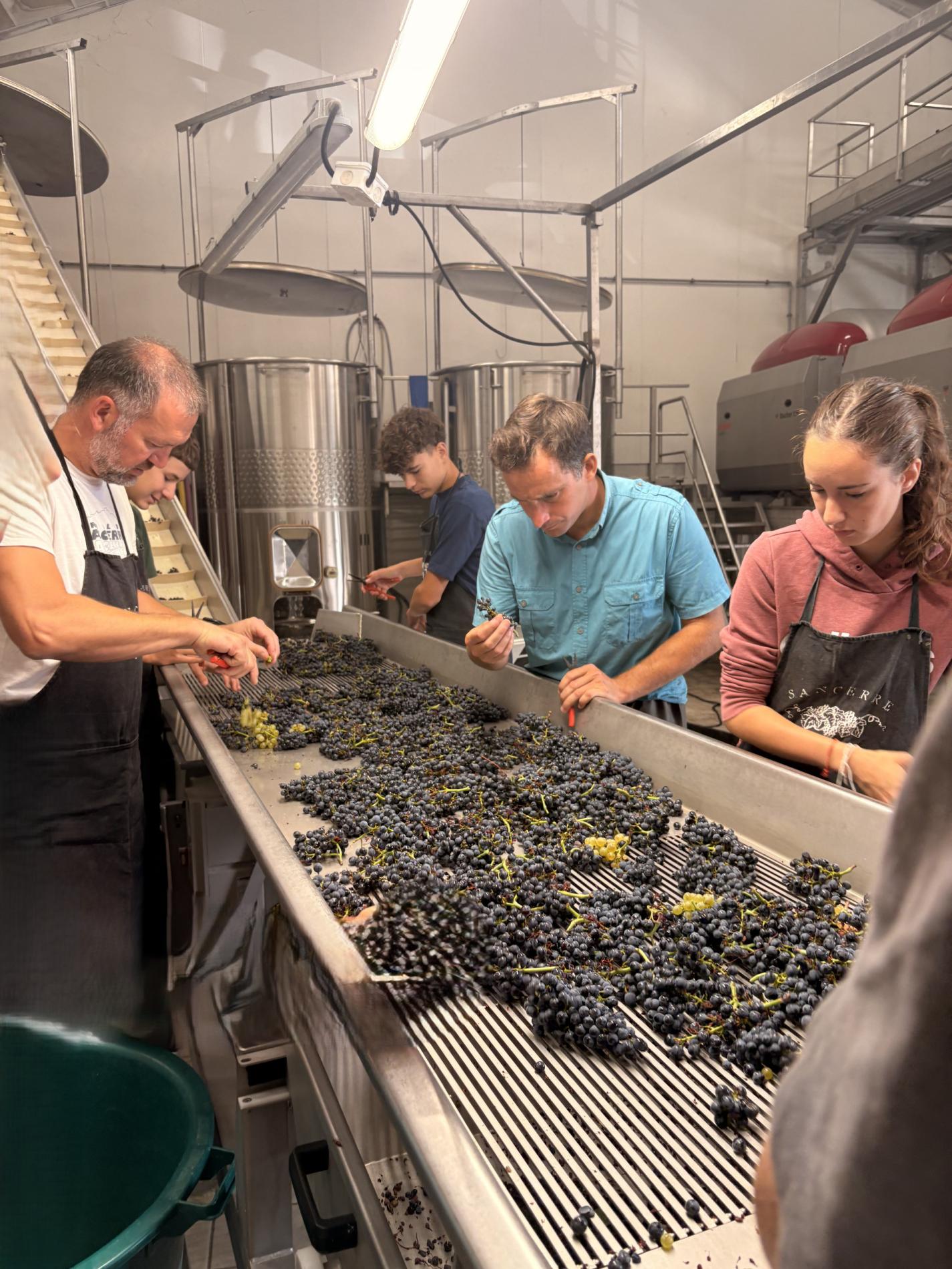 Vendanges 2026