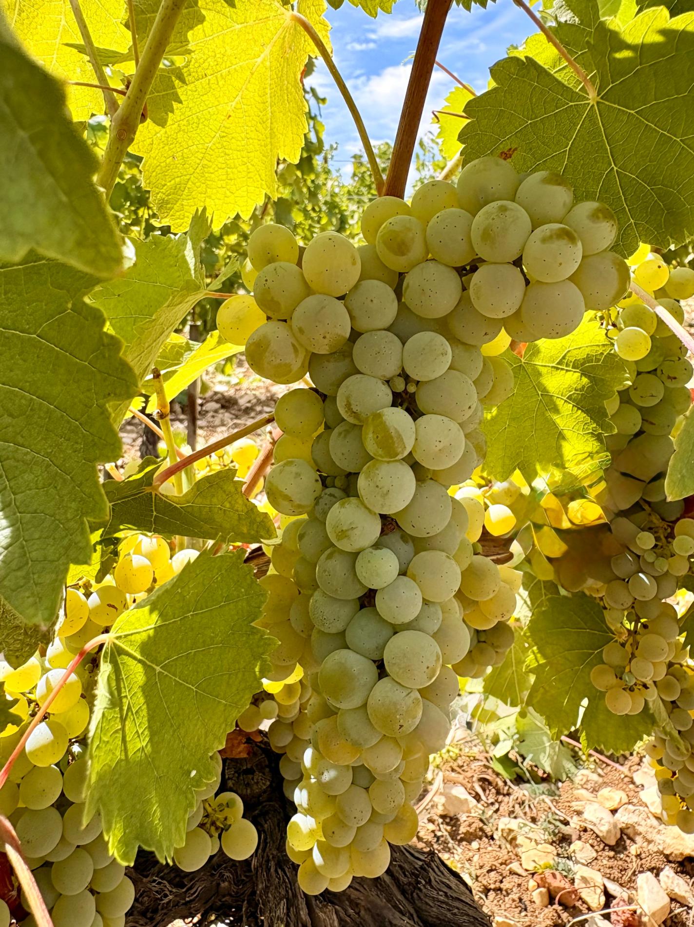 Vendanges 2026